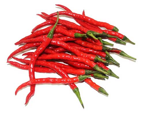 Cabe Merah Keriting