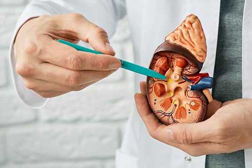 Mendukung Fungsi Ginjal yang Sehat